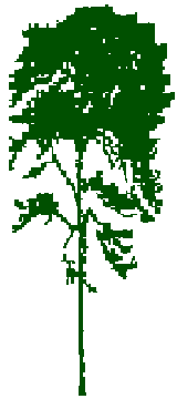 [ Norwegian fir ]