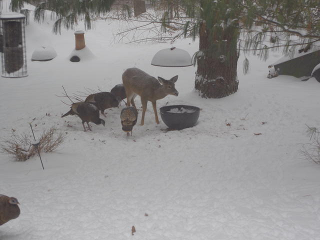[ back yard ]