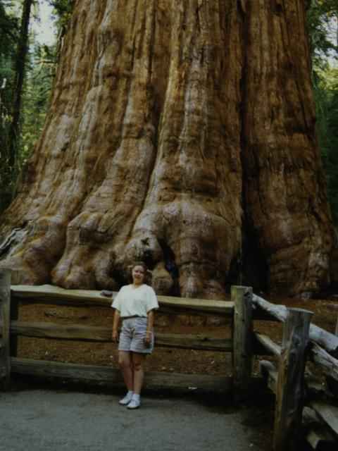 [ Sherman tree ]