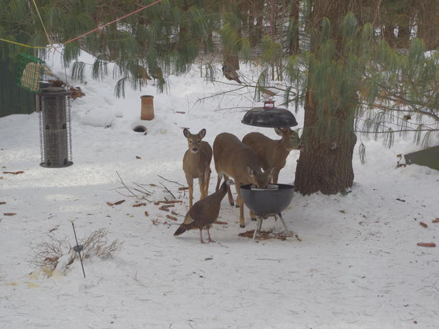 [ back yard ]