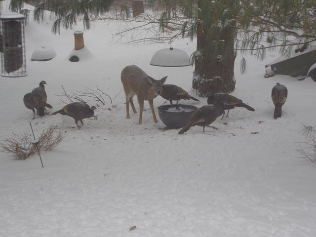 [ back yard ]